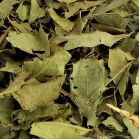 Chá Espinheira Santa 100g